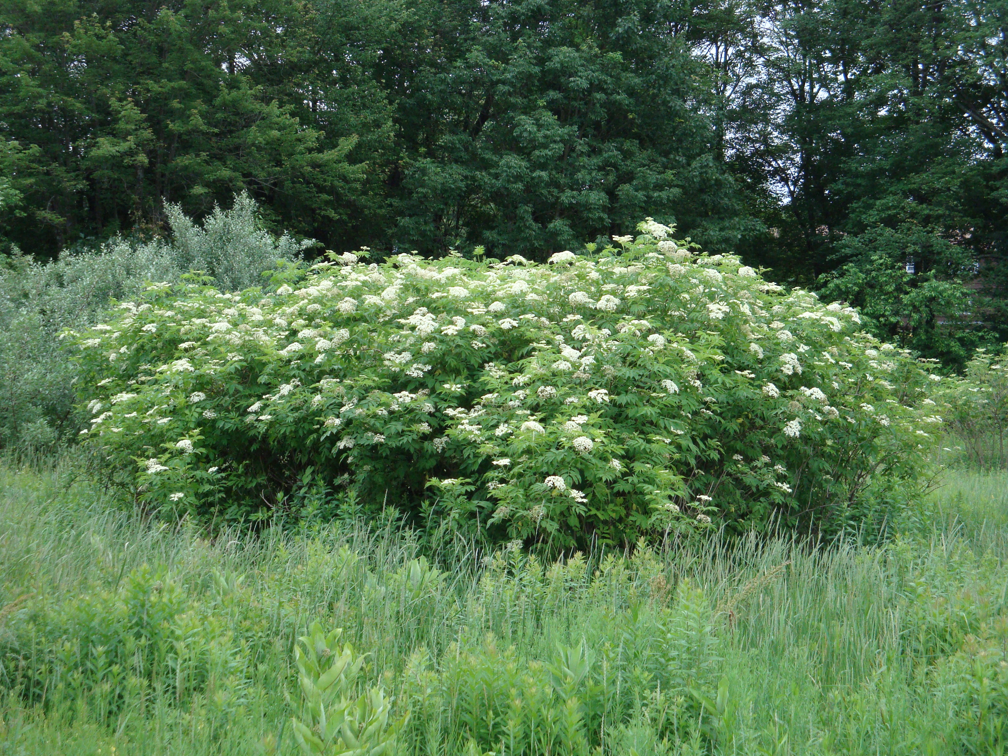 American Elderberry